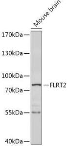 Anti-FLRT2 antibody