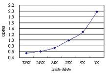 Anti-T Antibody Pair