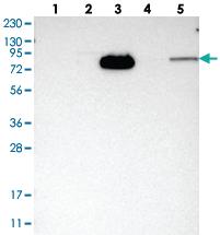 Anti-HJURP Rabbit Polyclonal Antibody