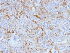 Immunohistochemical analysis of formalin-fixed, paraffin-embedded human pancreas using Anti-Ferritin Light Chain Antibody [FTL/1388]