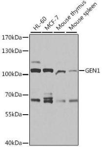 Western blot analysis of extracts of various cell lines, using Anti-GEN1 Antibody (A11212) at 1:1,000 dilution The secondary antibody was Goat Anti-Rabbit IgG H&L Antibody (HRP) at 1:10,000 dilution Lysates/proteins were present at 25 µg per lane