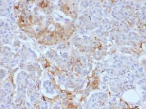 Immunohistochemical analysis of formalin-fixed, paraffin-embedded human pancreas using Anti-Ferritin Light Chain Antibody [FTL/1388]