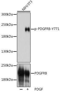 Antibody A308748-100 100 µl