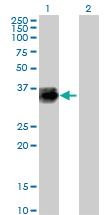 Anti-CTSZ Mouse Polyclonal Antibody