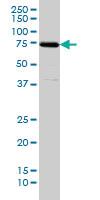 Anti-SNX1 Mouse Monoclonal Antibody [clone: 6H1]