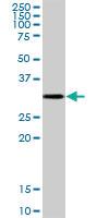 Anti-CTSZ Mouse Polyclonal Antibody