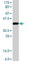 Anti-MMRN1 Mouse Polyclonal Antibody