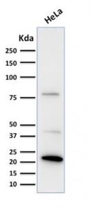 Western blot analysis of human HeLa cell lysate using Anti-Ferritin Light Chain Antibody [FTL/1388]