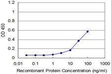 Anti-RHOA Mouse Monoclonal Antibody [clone: 1B12]