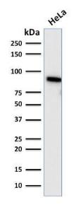 Western blot analysis of human HeLa cell lysate using Anti-TLE1 Antibody [TLE1/2085]