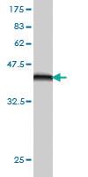 Anti-Thr Mouse Monoclonal Antibody [clone: 5H8]