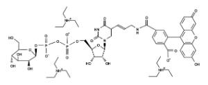 Glucose-udp-fluoresc 11705 100 µg