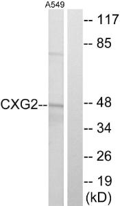 Western blot analysis of lysates from A549 cells using Anti-CXG2 Antibody The right hand lane represents a negative control, where the antibody is blocked by the immunising peptide