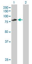 Anti-CUX1 Mouse Polyclonal Antibody