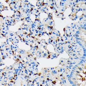 Immunohistochemistry analysis of paraffin-embedded rat lung using Anti-RPB3 Antibody [ARC1729] (A307655) at a dilution of 1:100 (40X lens). Perform microwave antigen retrieval with 10 mM Tris/EDTA buffer pH 9.0 before commencing with IHC staining protocol