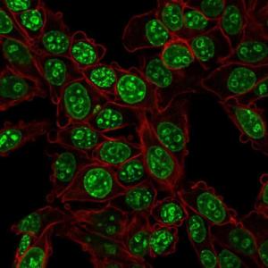 Immunofluorescent analysis of HeLa cells stained with Anti-Ki67 Antibody [MKI67/2466] (CF&#174; 488) (Green) Phalloidin (Purple) is used to label the membranes