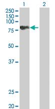 Anti-SPHK2 Mouse Polyclonal Antibody