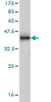 Anti-MMRN1 Mouse Monoclonal Antibody [clone: 4B9]