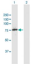 Anti-CUX1 Rabbit Polyclonal Antibody