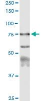 Anti-CAPN1 Polyclonal Antibody Pair