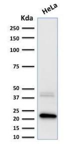 Western blot analysis of human HeLa cell lysate using Anti-Ferritin Light Chain Antibody [FTL/1389]