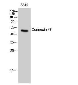 Western blot analysis of A549 cells using Anti-CXG2 Antibody