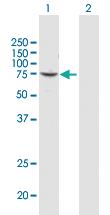 Anti-CUX1 Rabbit Polyclonal Antibody