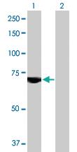 Anti-USP2 Mouse Polyclonal Antibody