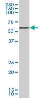 Anti-SPHK2 Mouse Polyclonal Antibody