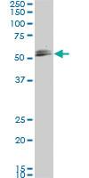 Anti-SMAD1 Mouse Monoclonal Antibody [clone: 2E9]