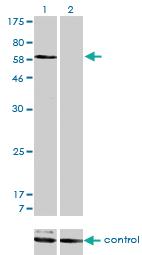 Anti-SNX1 Mouse Monoclonal Antibody [clone: 6H1]