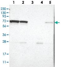 Anti-LRRC47 Rabbit Polyclonal Antibody