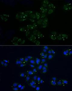 Immunofluorescence analysis of U2OS cells using Anti-MRPL32 Antibody (A11215) at a dilution of 1:100 (40x lens). DAPI was used to stain the cell nuclei (blue).