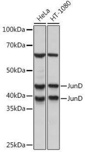 Western blot analysis of extracts of various cell lines, using Anti-JunD Antibody [ARC1408] (A308753) at 1:1,000 dilution. The secondary antibody was Goat Anti-Rabbit IgG H&L Antibody (HRP) at 1:10,000 dilution.