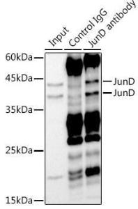 Immunoprecipitation analysis of 300µg extracts of HeLa cells using 3µg of Anti-JunD Antibody [ARC1408] (A308753). This Western blot was performed on the immunoprecipitate using Anti-JunD Antibody [ARC1408] (A308753) at a dilution of 1:1000.