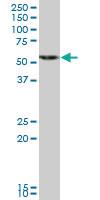 Anti-HMGCS1 Mouse Polyclonal Antibody