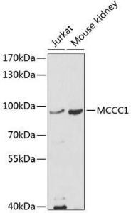 Western blot analysis of extracts of various cell lines, using Anti-MCCC1 Antibody (A11216) at 1:1000 dilution