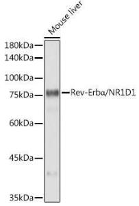 Western blot analysis of extracts of Mouse liver, using Anti-NR1D1 Antibody [ARC50483] (A308754) at 1:1,000 dilution