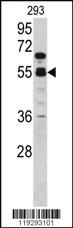 Anti-F10 Rabbit Polyclonal Antibody