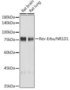 Western blot analysis of extracts of various cell lines, using Anti-NR1D1 Antibody [ARC50483] (A308754) at 1:1,000 dilution