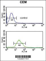 Anti-BRAF Rabbit Polyclonal Antibody