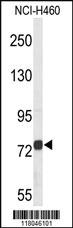 Anti-HOXA4 Rabbit Polyclonal Antibody