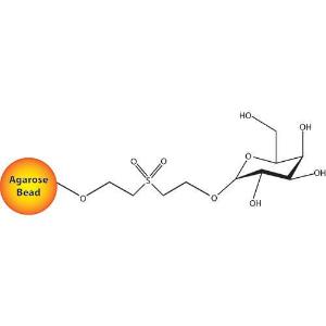 D-galactose immobilisée pour purification de lectine