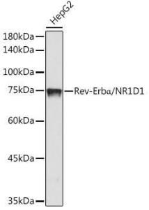 Western blot analysis of extracts of HepG2, using Anti-NR1D1 Antibody [ARC50483] (A308754) at 1:1,000 dilution