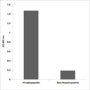 ELISA for immunogen phosphopeptide (left) and non-phosphopeptide (right) using Anti-TAL-1 (phospho Ser122) Antibody