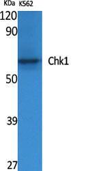 Western blot analysis of various cells using Anti-Chk1 Antibody