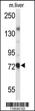 Anti-HOXA4 Rabbit Polyclonal Antibody