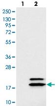 Anti-C2ORF40 Rabbit Polyclonal Antibody