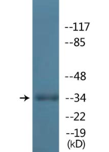 Western blot analysis of lysates from Jurkat cells treated with PMA 125ng/ml 30' using Anti-TAL-1 (phospho Ser122) Antibody