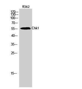 Western blot analysis of K562 cells using Anti-Chk1 Antibody